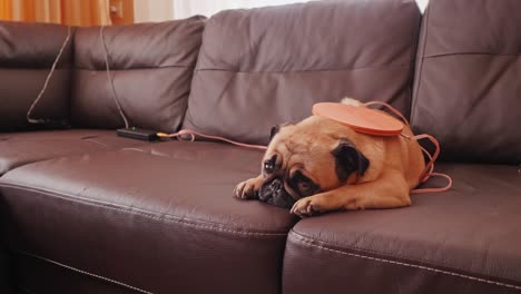 treating coil on pug dog. sad pet is lying on sofa in the living room. care of domestic animals.