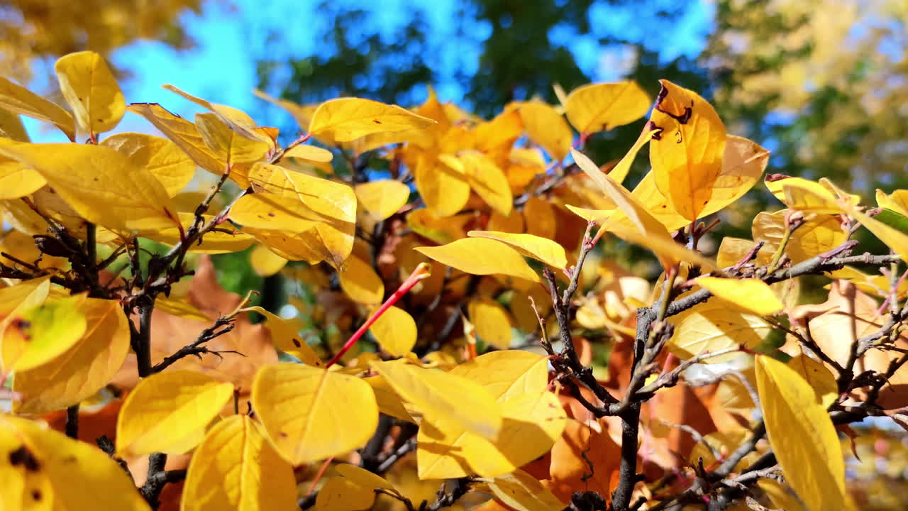 Close-up of Bright Yellow Autumn Leaves