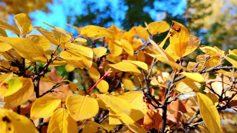 close-up of bright yellow autumn leaves