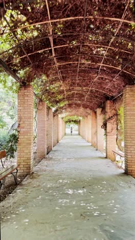 person walking through a long vine-covered pergola in a garden