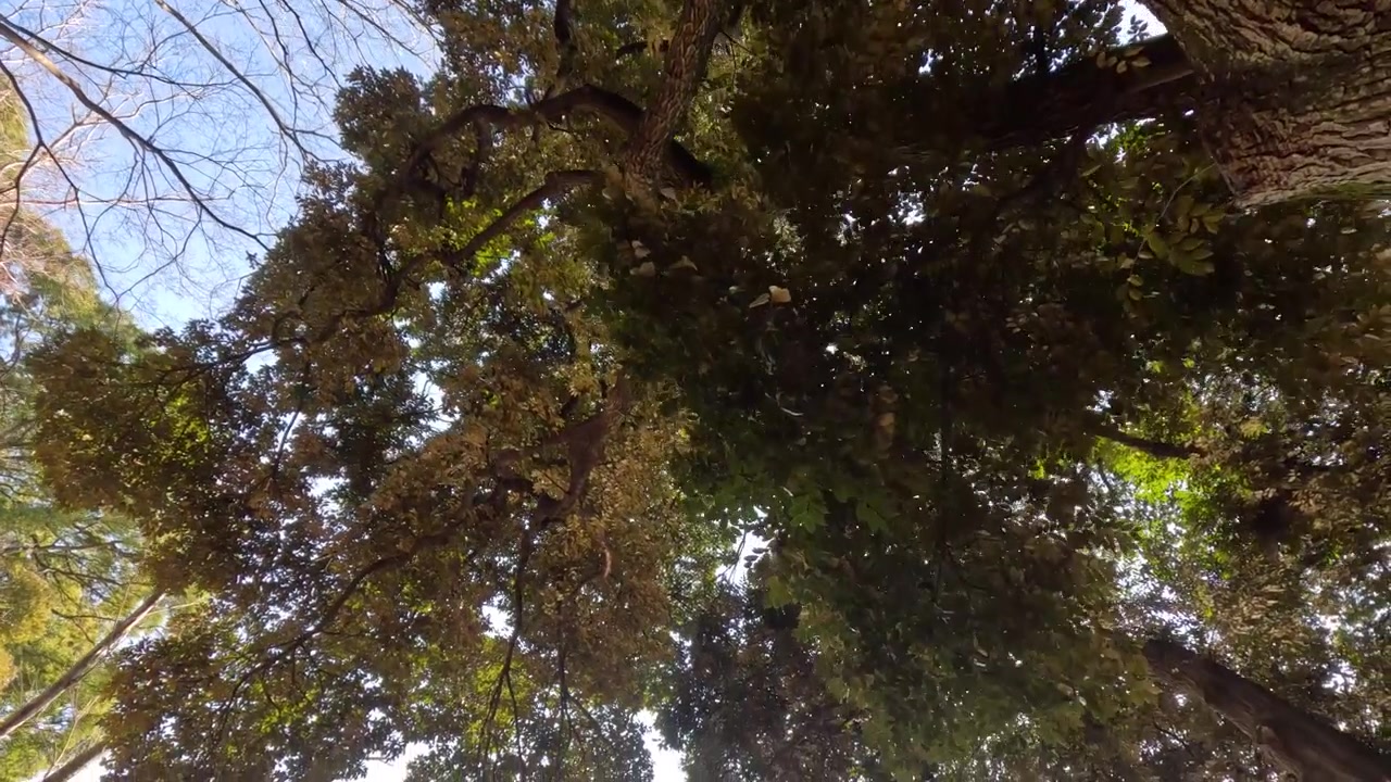 Upward camera movement reveals dense green foliage and sunlight through branches in Tokyo, Japan.