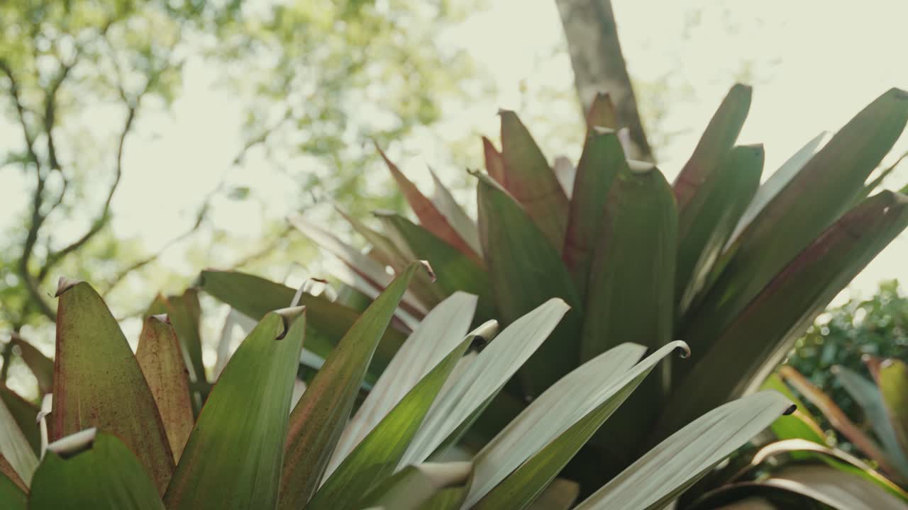 Green plant leaves of the Guatemala jungle on a sunny day, motion view