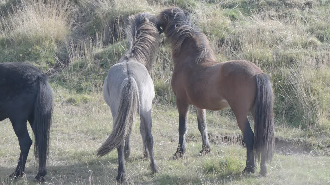 caballos islandeses disfrutando de su tiempo en el pasto, islandia