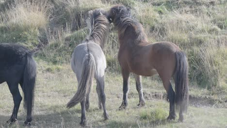 Caballos-Islandeses-Disfrutando-De-Su-Tiempo-En-El-Pasto,-Islandia.