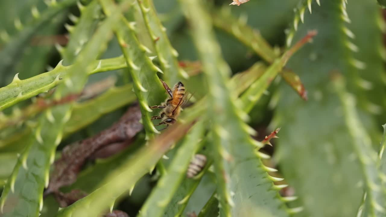 la hoja de consumo de la abeja en vista de cerca