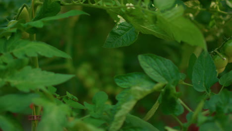 Wachsendes-Tomaten-Reifungsgemüse,-Das-In-Der-Gewächshausplantagen-Technologie-Hängt.