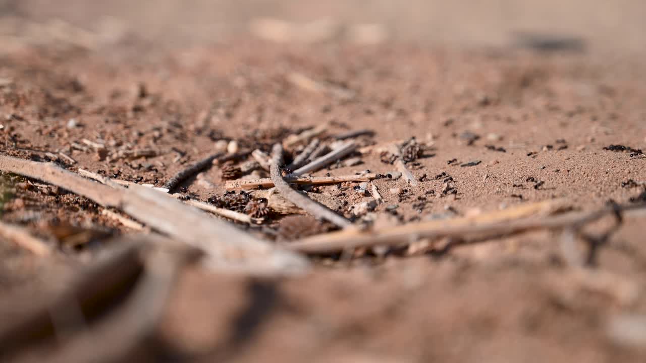 hormigas atravesando un terreno árido en el desierto