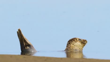 Sello-Para-Tomar-El-Sol-Con-La-Mitad-Del-Cuerpo-Bajo-La-Superficie-De-Las-Aguas-Del-Banco-De-Arena-En-Texel-Wadden-En-Holanda