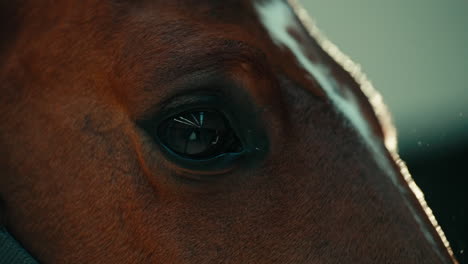 beautiful closeup of brown horse's eye to muzzle, slow motion atmospheric background