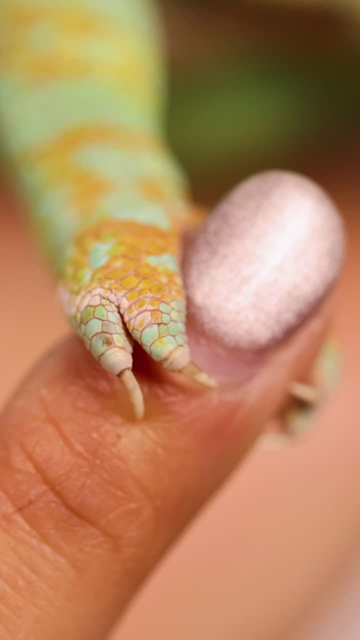 Un caméléon casqué saisit délicatement un doigt humain, mettant en valeur ses écailles colorées et sa prise délicate en gros plan.