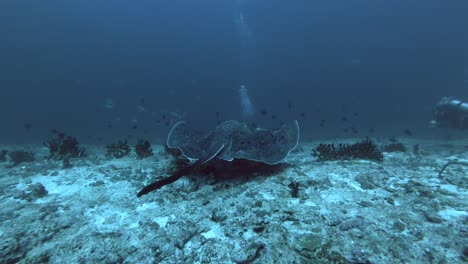 round ribbontail ray watching behind scuba divers