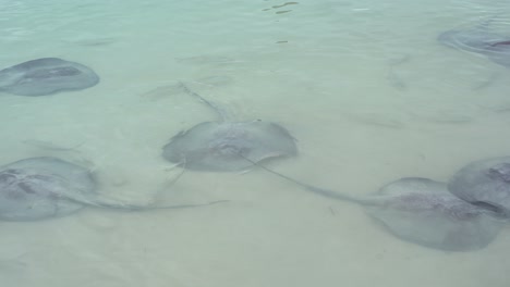 Stingrays-having-fun-all-together-in-the-ocean-water-in-Belize,-Caye-Caulker-island