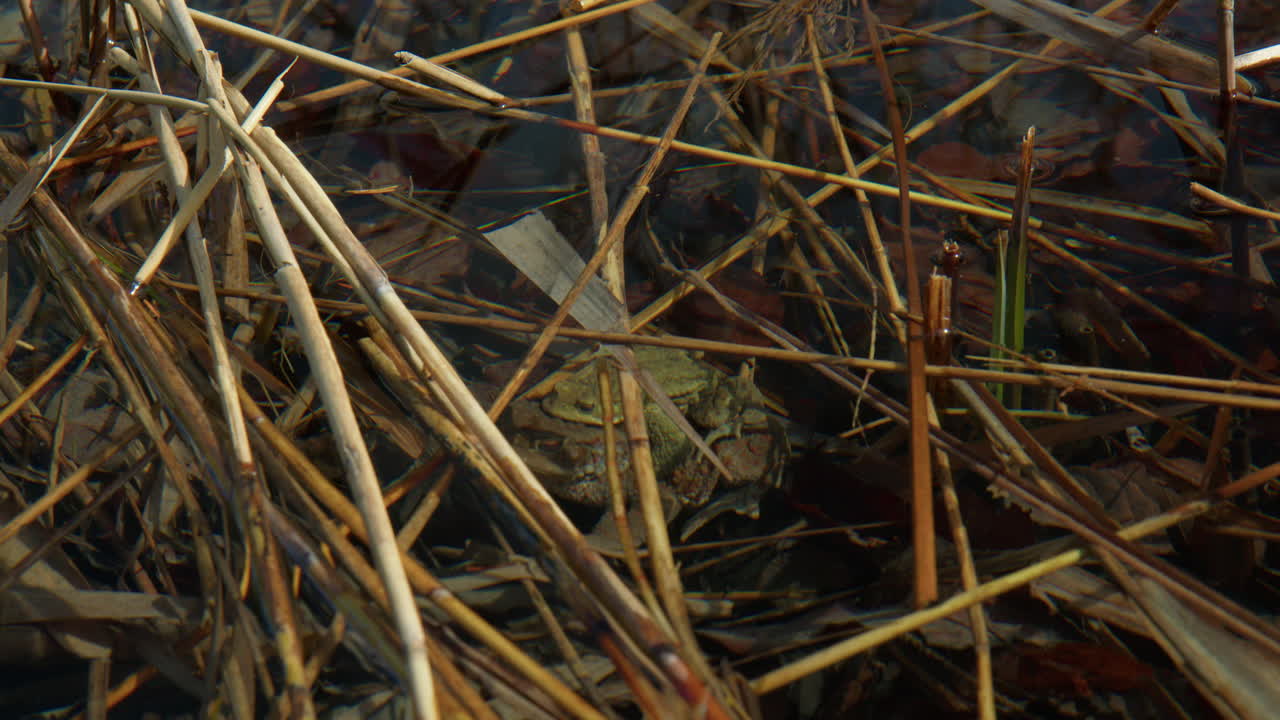 Toads On Top Of Each Other On Surrounding Lakes Near Berchtesgaden In Germany. High Angle Shot