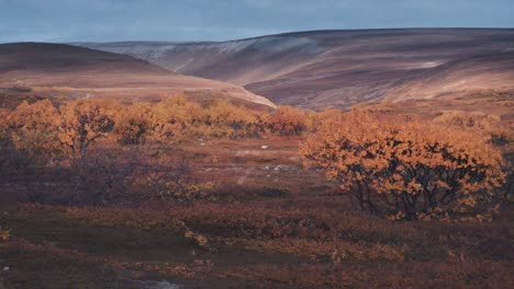 stark autumn tundra landscape of the varanger national park