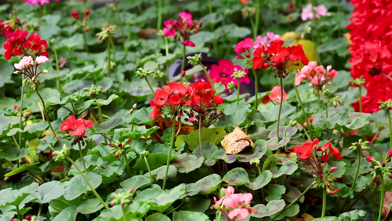 Colorful flowers blooming in a Hanoi garden