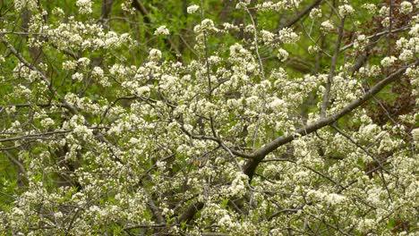 small bird jumping from one branch to another of a flowering tree