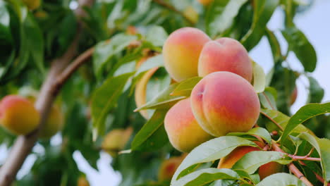 varios melocotones jugosos maduran en un árbol