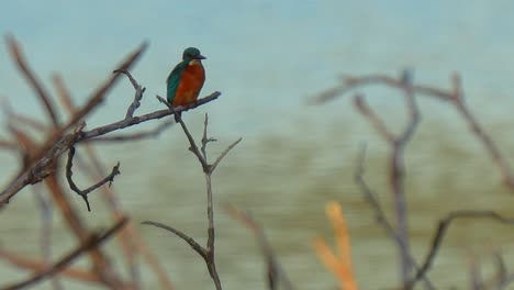 kingfisher isolated on a branch in front of water waiting to catch fish