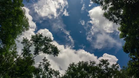vista hacia arriba de las copas de los árboles con nubes en movimiento en segundo plano.