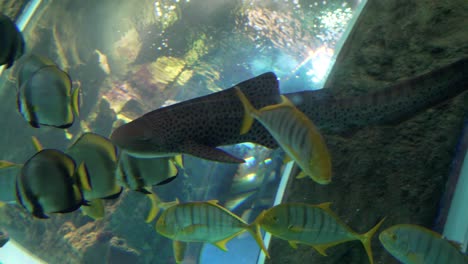 large variety of fishes swimming in a big aquarium