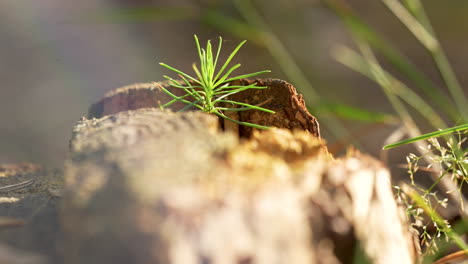 new life: slow pan of a plant sprouting from a cut off tree trunk, sunlit 4k