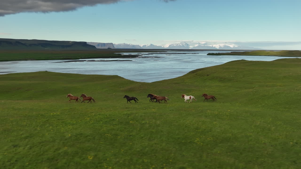 una manada de caballos corriendo en cámara lenta, fotografía aérea de islandia