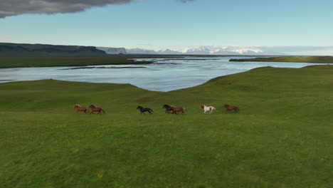 herd of horses running in slow motion iceland aerial shot