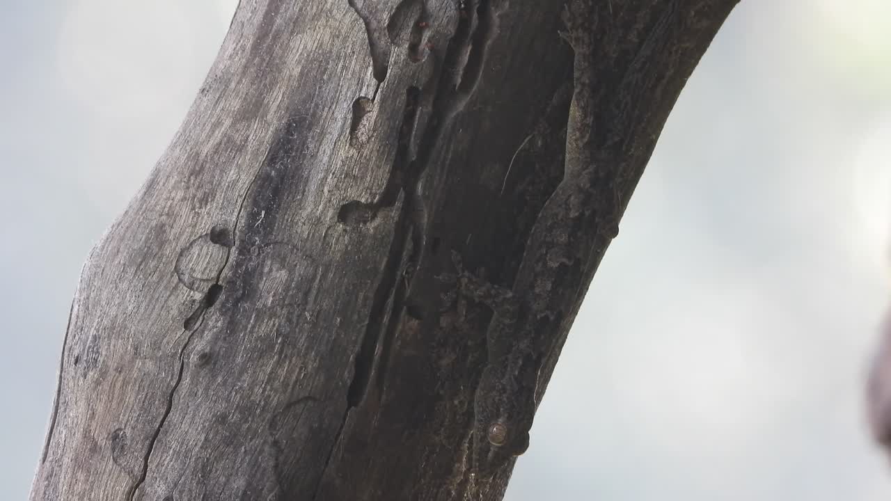 나무 위를  ⁇ 는 도마 ⁇