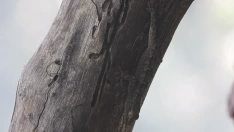 Lizard-walking-on-wood-