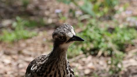 bird moves and observes surroundings intently