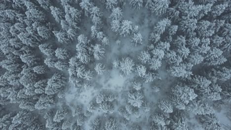 Toma-De-Arriba-Hacia-Abajo-Sobre-Un-Bosque-Cubierto-De-Nieve-Con-Niebla-Baja-En-Utah