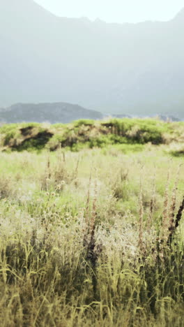 scenic mountain meadow landscape