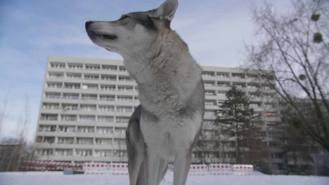 Close up of wolf in city urban environment with apple on ground, slow motion