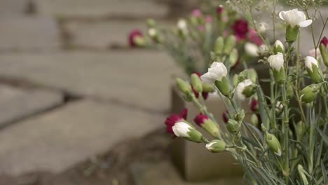 Flores-De-Clavel-Soplando-En-La-Brisa