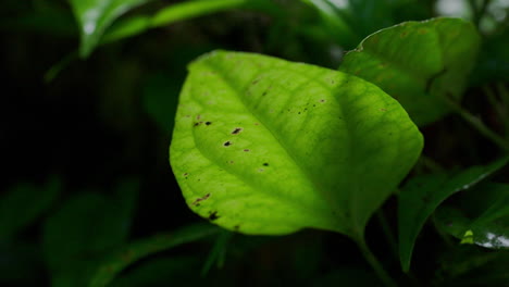 close-up of a green leaf