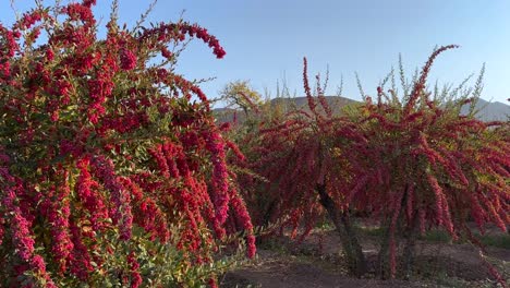 Sonnenuntergang-Und-Die-Wundervolle-Landschaft-Des-Beerengartens.-Die-Berberitze-Hat-Einen-Sauren-Geschmack.-Rote,-Reife,-Köstliche-Beeren-Wachsen-Im-Iranischen-Wüstengebirgsklima-Im-Herbst.-Erntezeit-In-Der-Persischen-Küche-Im-Nahen-Osten-Asiens