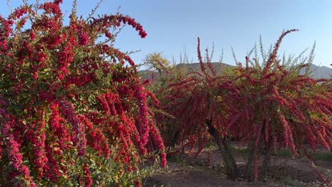 el atardecer y el maravilloso paisaje del jardín de bayas el sabor agrio de la berbería rojo maduro deliciosas bayas crecen en el desierto de irán clima de montaña en el otoño temporada de cosecha en el medio oriente asia cocina persa