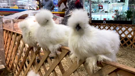 de cerca el pollo africano lindo