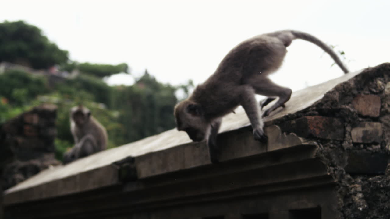 Monkey perched on temple ledge against cloudy Indonesian sky