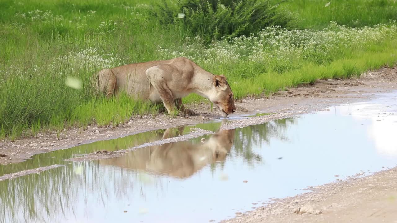 hermosa escena de una leona bebiendo de un charco en la carretera con muchas mariposas volando alrededor del marco, parque transfronterizo kgalagadi