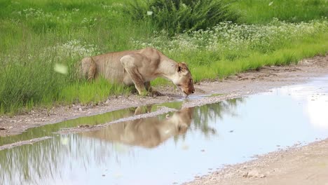 beautiful scene of a lioness drinking from a puddle in the road with lots of butterflies flying around the frame, kgalagadi transfrontier park