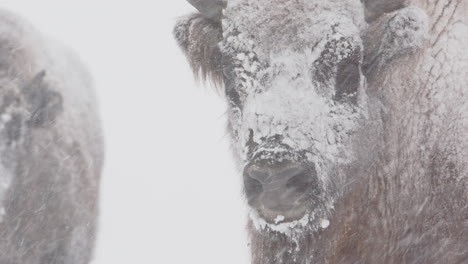 vista de cerca de la cara del bisonte europeo blanco cubierta de nieve, nevada de invierno