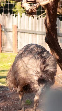 avestruz caminando y picoteando en el hábitat del zoológico
