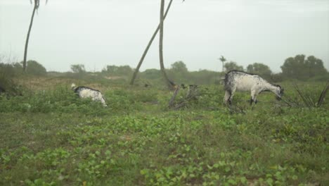 Carmona-Ziegen-Grasen-Gras-Auf-Diesem-Indischen-Wiesenfeld,-Goa