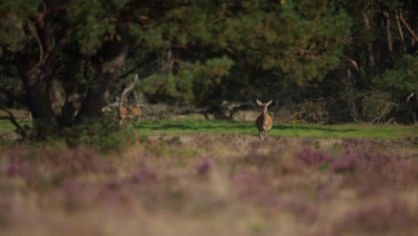 wide shot of red deer does in an evergreen forest walking toward the camera, slow motion