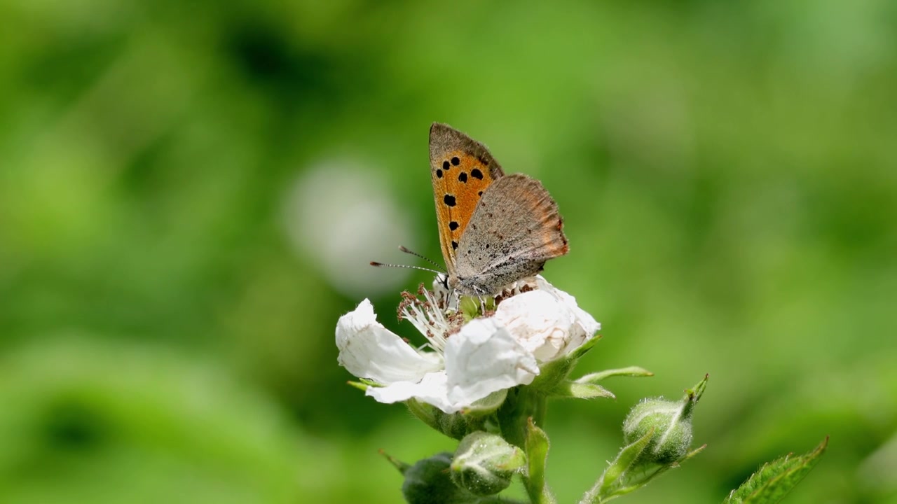 Una Farfalla ramata che si nutre su un fiore di rovo. Regno Unito