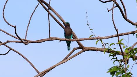 el rodillo indio es común en tailandia, se ve fácilmente cuando se viaja a la provincia y a los parques nacionales