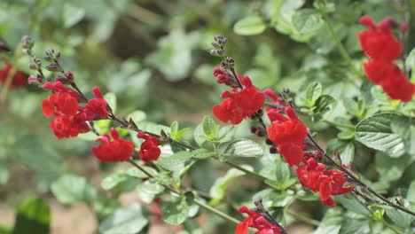 flores rojas floreciendo y budding vegetación montpellier primavera