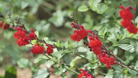 red flowers blooming and budding vegetation montpellier spring