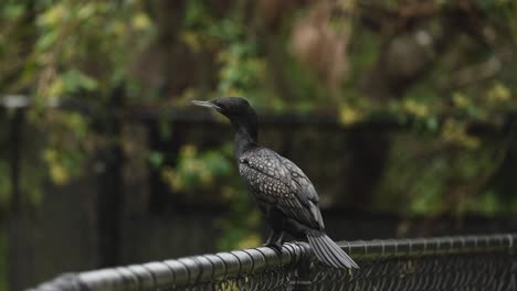 bird perched on wire, turning head, observing surroundings